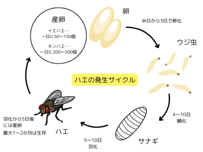 ハエ・ウジ虫の発生サイクル